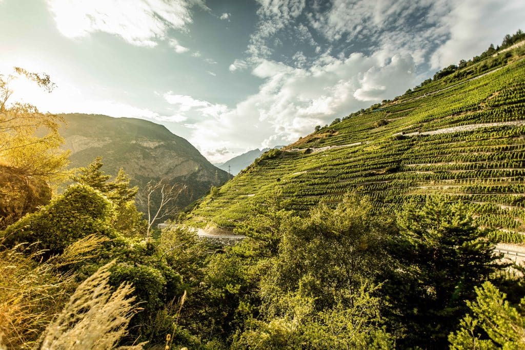 Blick auf die höchsten Weinberge Europas