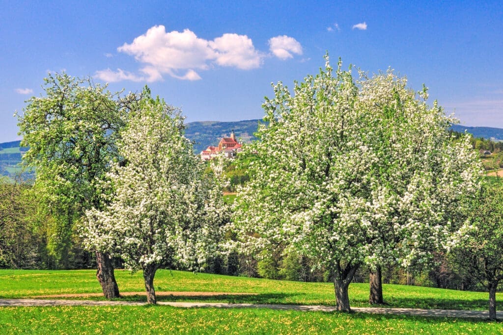 Blühende Bäume vor der Wallfahrtskirche Pöllauberg im Naturpark Pöllauer Tal