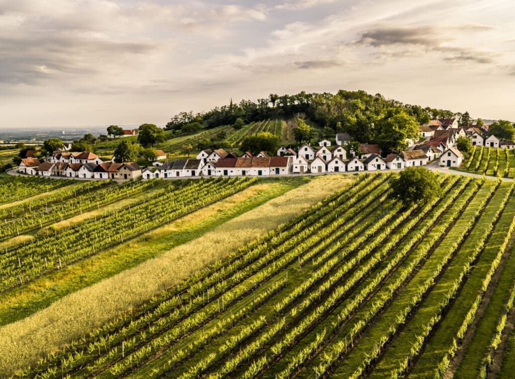 Blick vom Feld auf den Galgenberg mit seiner Kellergasse