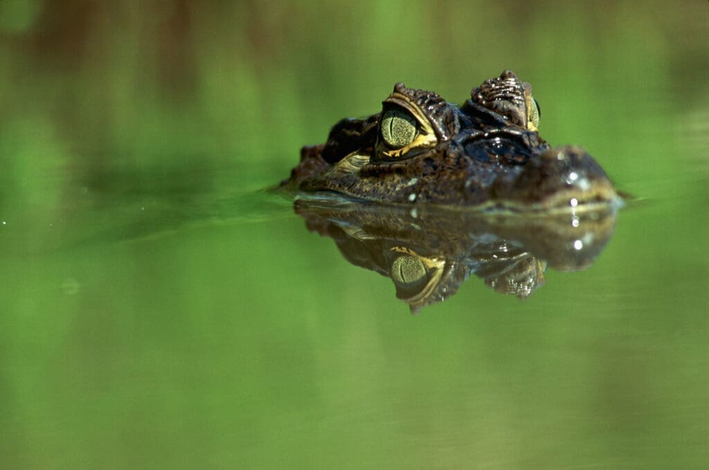 Ein Kaiman schaut aus dem Wasser