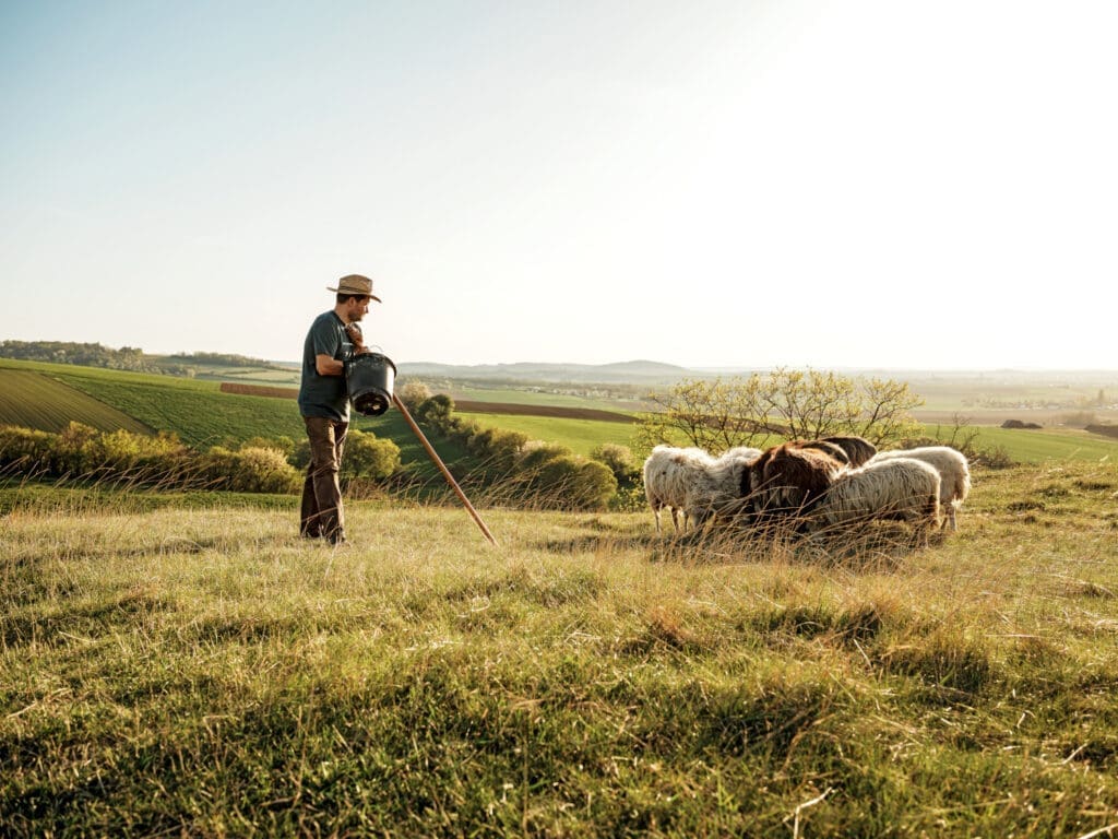 Haslinger mit seinen Steinschafen auf einer Weide im Weinviertel