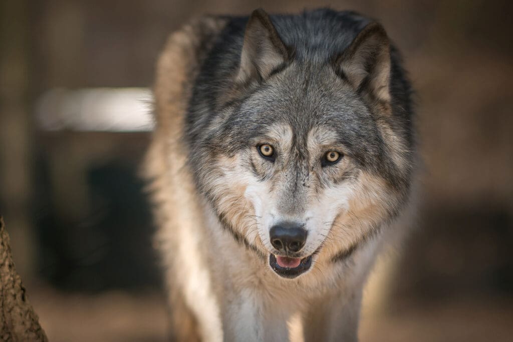 Nahaufnahme eines Wolfes