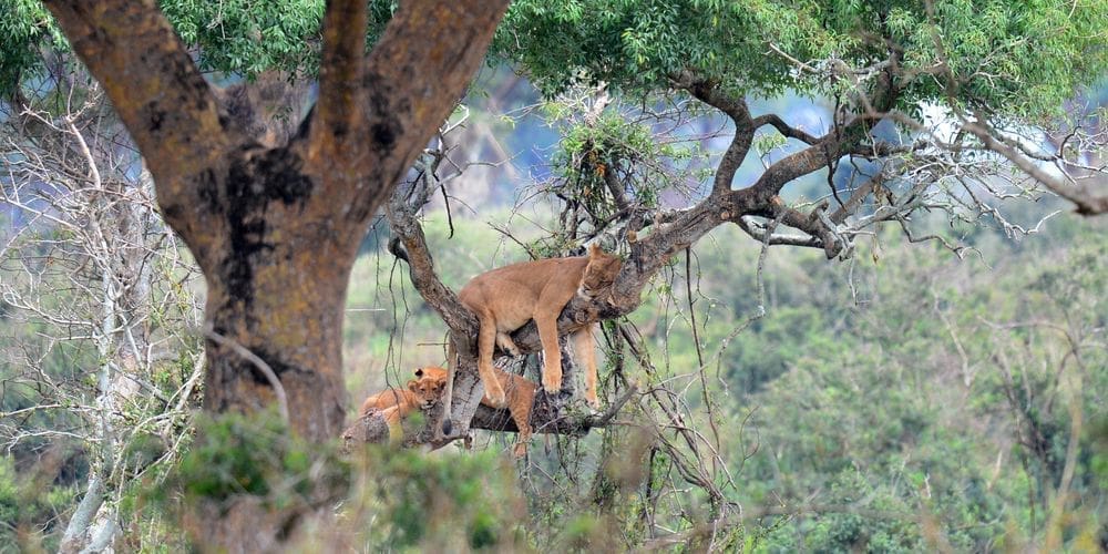 Drei Baumlöwen auf einen Baum in der afrikanischen Savanne