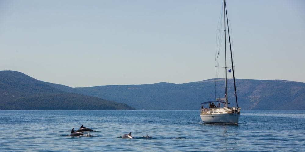 Segelschiff am Meer und Delfine im Vordergrund