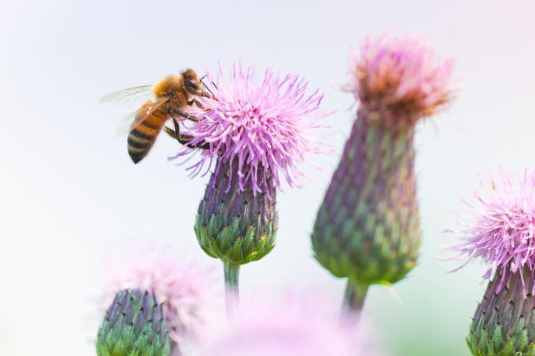 Biene sammelt Nektar auf Distel-Blüten
