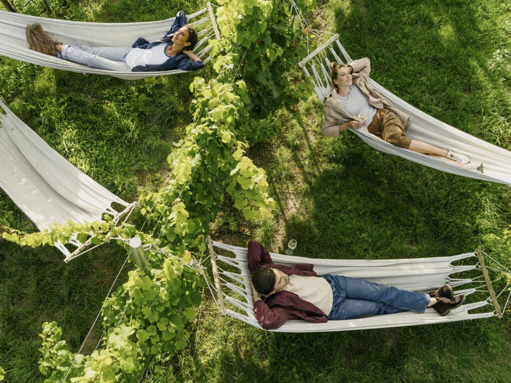 Vier Personen liegen in Hängematten mitten in Weinreben.