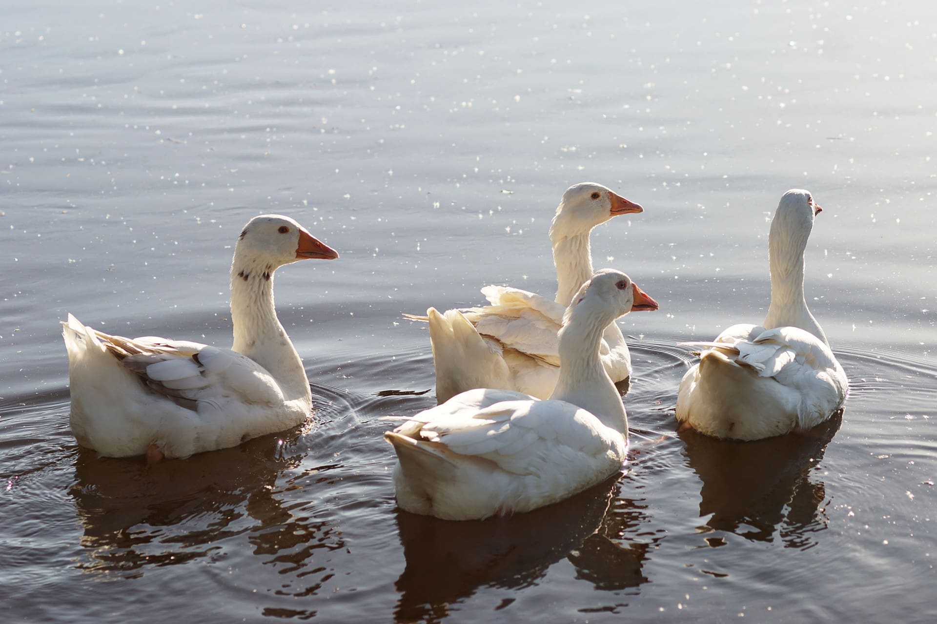 vier Gänse auf dem Wasser