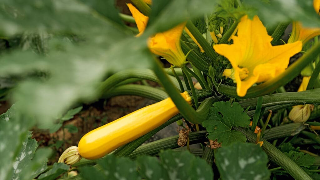 Gelbe Zucchini im Gewächshaus