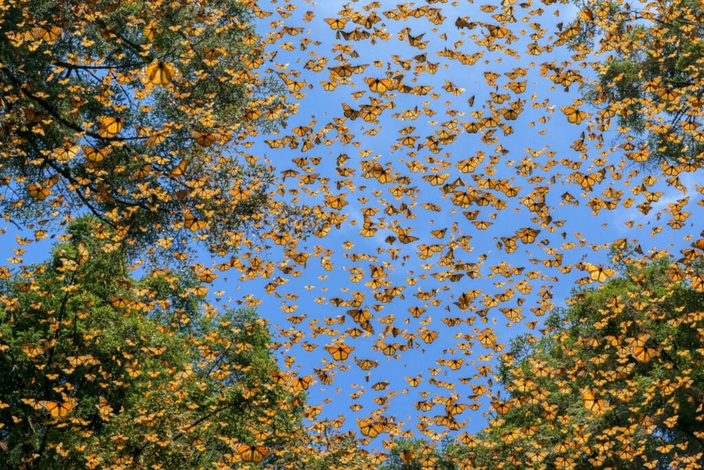 Hunderte Schmetterlinge fliegen durch Baumkronen, Aufnahme von unten