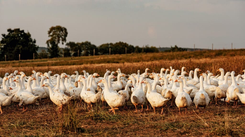 Gänseschar auf einem Feld