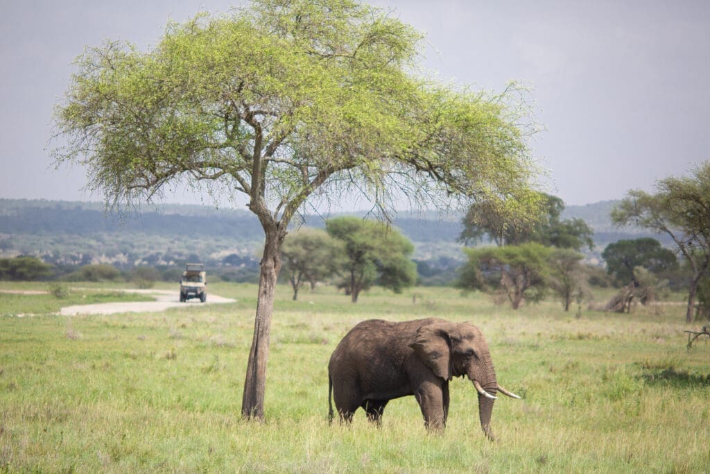 Elefant unter einem Baum