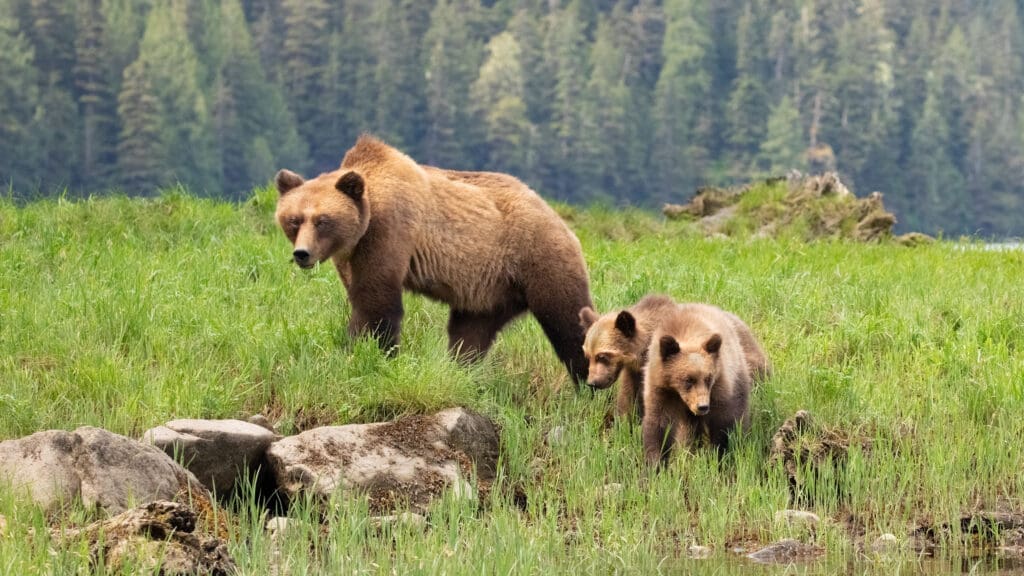 Weiblicher Grizzly mit zwei Jungtieren