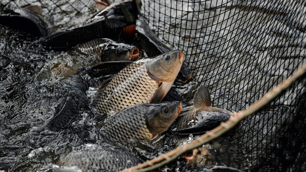 Karpfen im Fischernetz