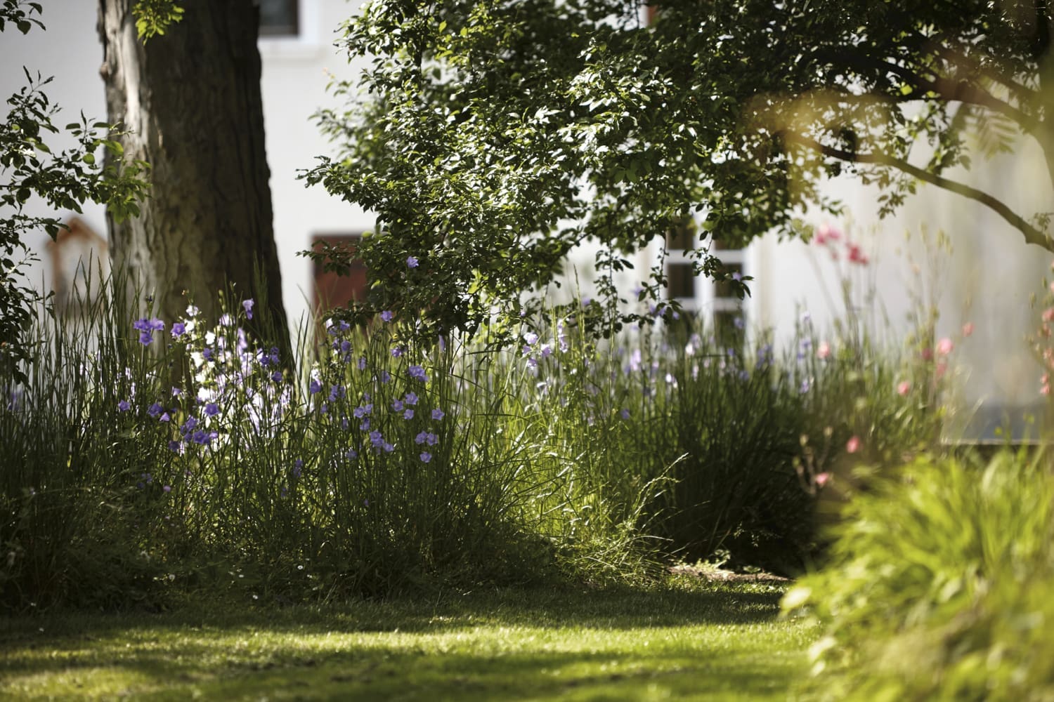 Blumen im Garten des Schloss Lackenbach