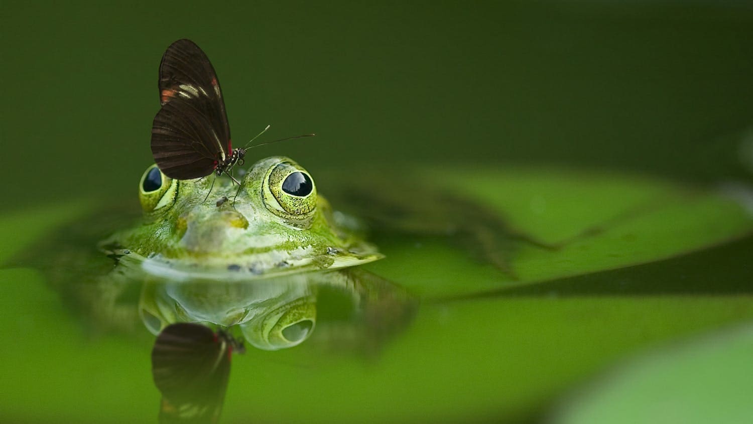 Frosch im Teich, Schmetterling auf seinem Kopf