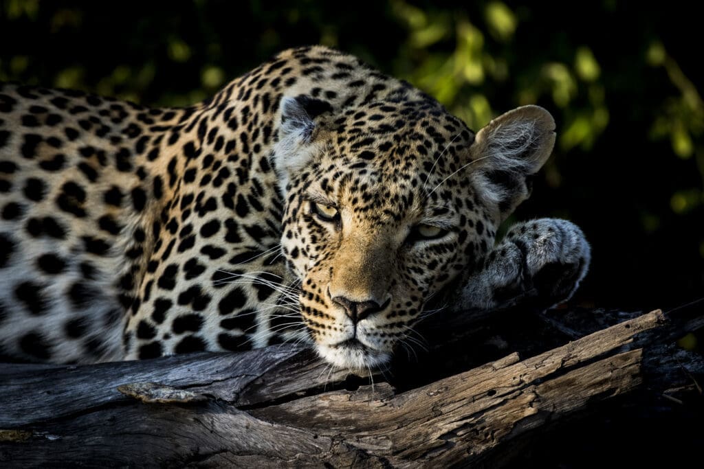 Wilderness, Little Mombo, Botswana.