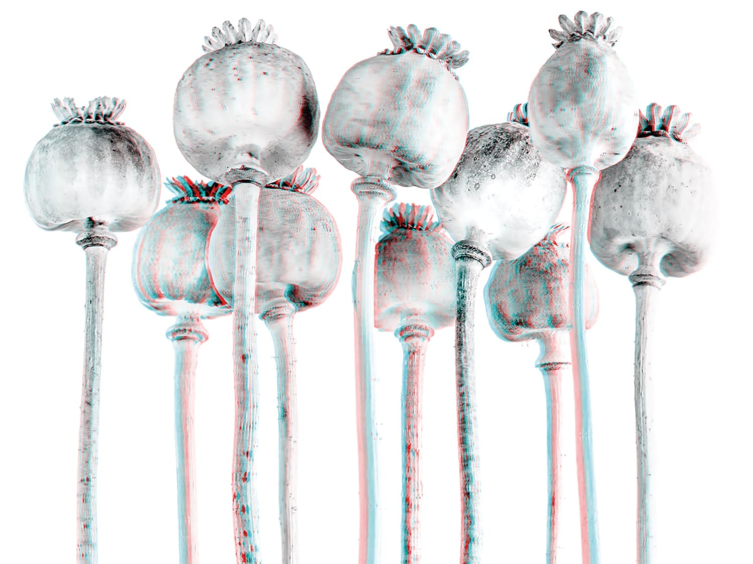 3D-Darstellung mehrerer Mohnblumen