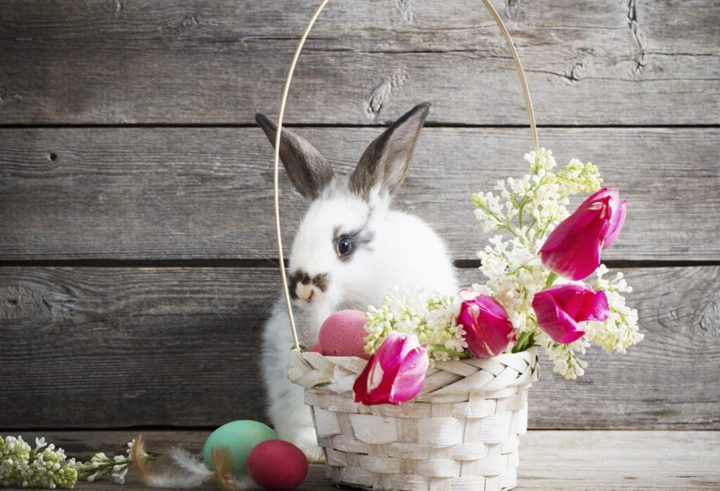 Osternest mit Osterhase, weißes Kaninchen