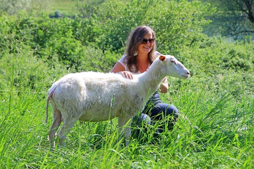 Schafe auf der Donauinsel. Frau die Schaf streichelt beim Frühlingserwachen in Wien
