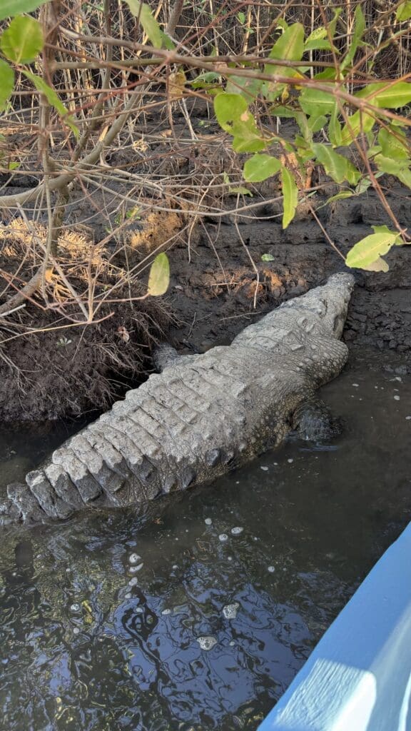 CostaRica-Reisereportage_Krokodile