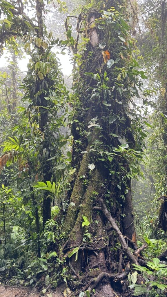 CostaRica-Reisereportage_Monteverde