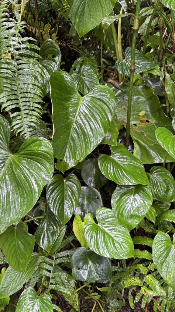 CostaRica-Reisereportage_Monteverde2