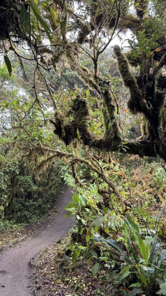 CostaRica-Reisereportage_Monteverde3
