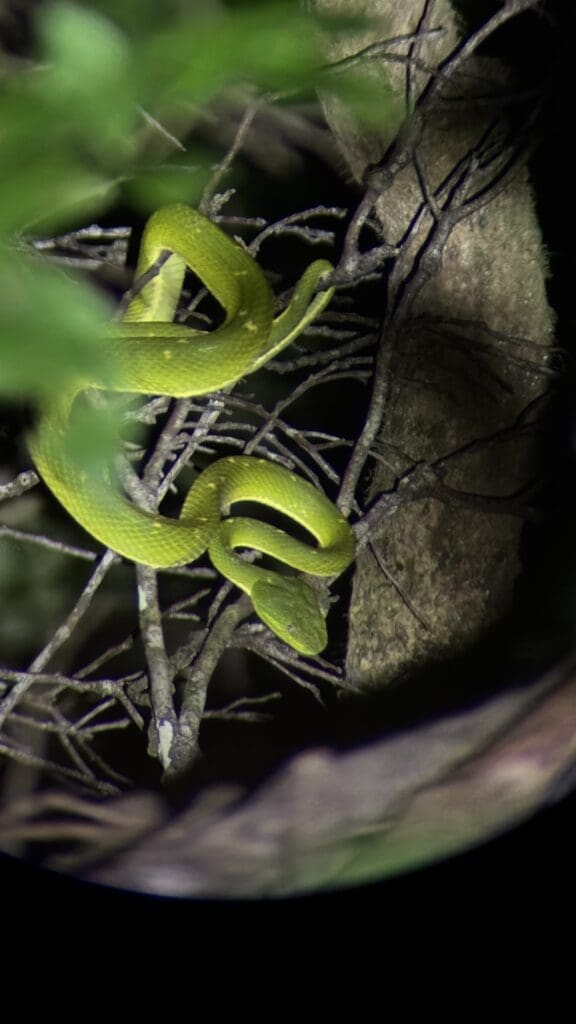 CostaRica-Reisereportage_Nachtwanderung