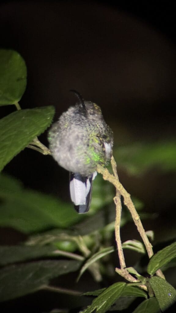 CostaRica-Reisereportage_Nachtwanderung3