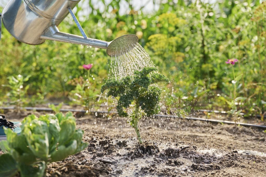 Vatertagsgeschenk für den Garten. Auf dem Bild Pflänzchen mit Gießkanne